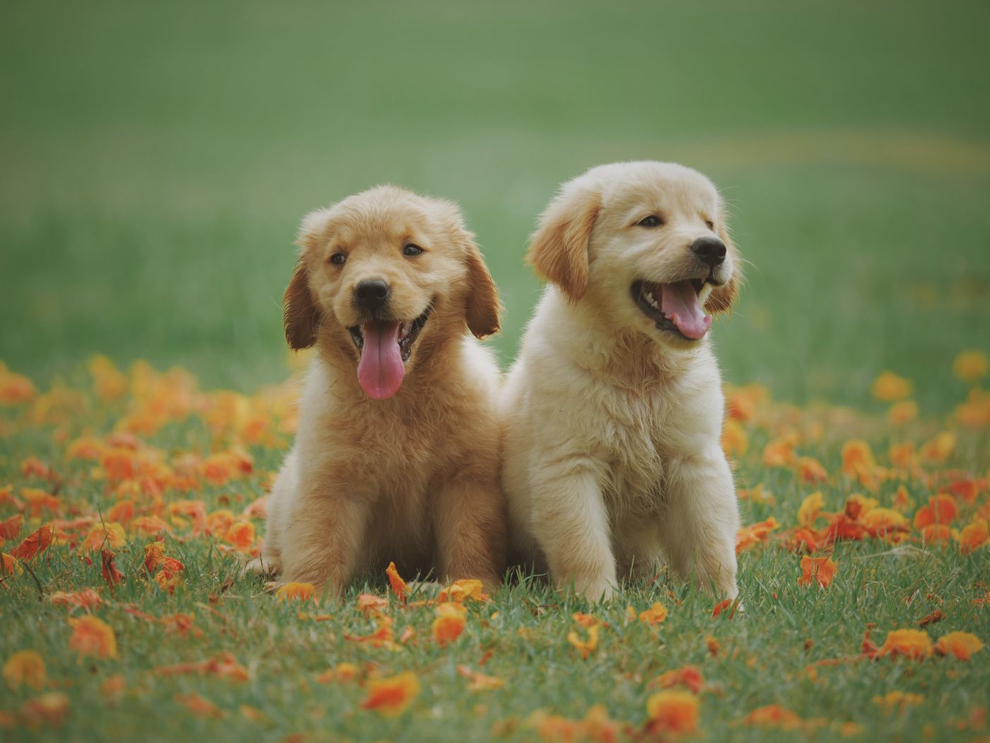 Zwei gesunde Golden-Retriever-Welpen auf einer Blumenwiese